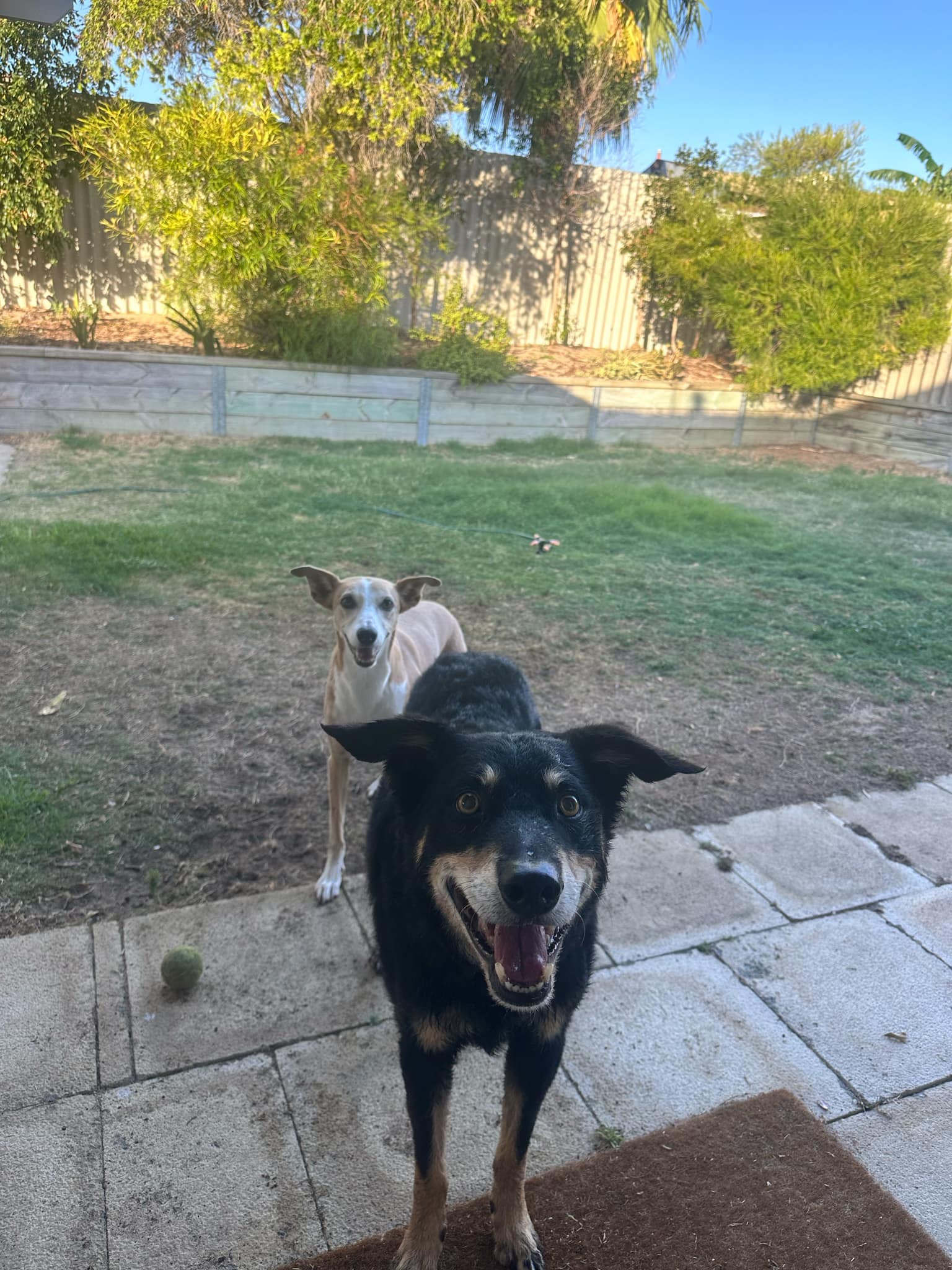 Amy and Zappy